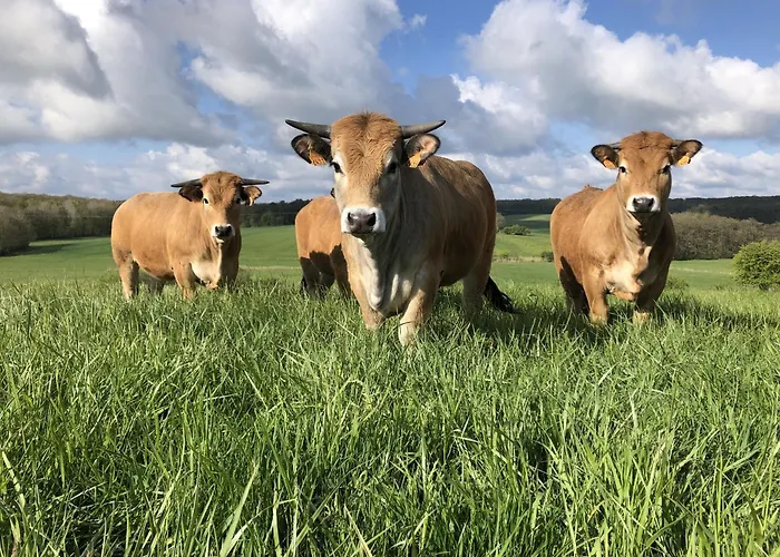 Renove Avec Jardin, Proche Loisirs Et Commerces, A Heure De Nancy Et Metz - Fr-1-584-168 *